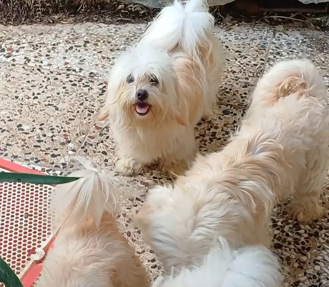 دوعدد شیتسو ماده بالغ|سگ|محمودآباد, |دیوار