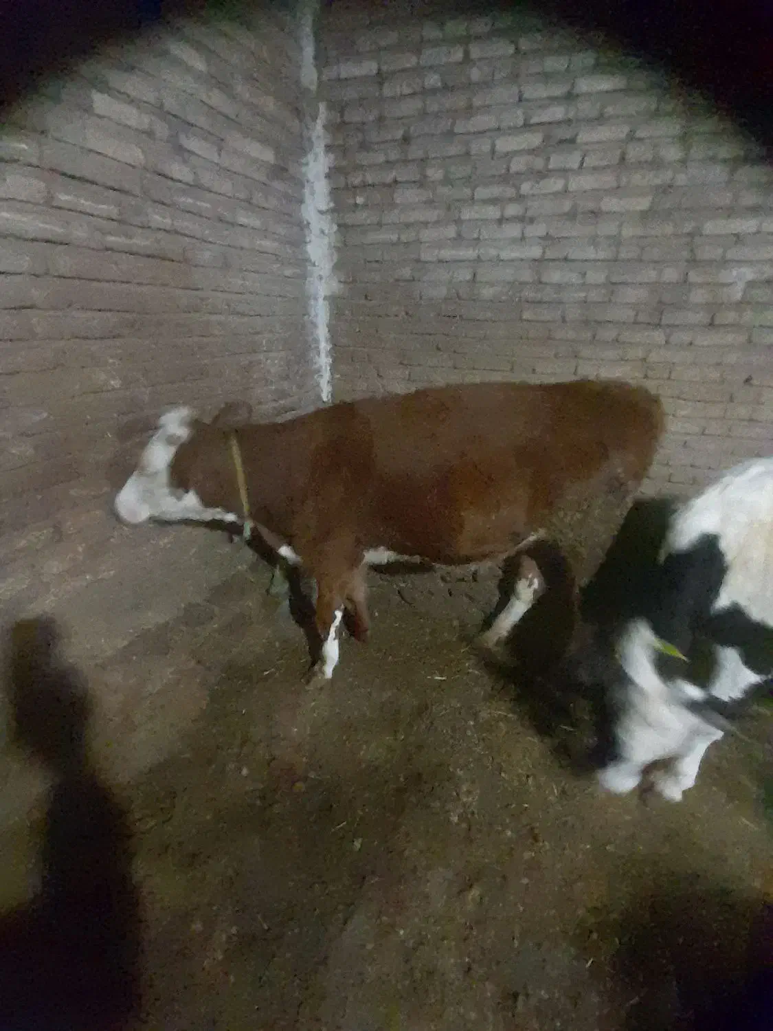 عرضه گوشت گوساله و بره سبک وزن واقعی|خوردنی و آشامیدنی|نمین, |دیوار