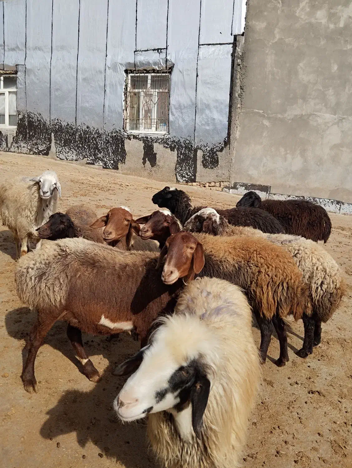 گوسفند بره قوچ|حیوانات مزرعه|سرپل ذهاب, |دیوار