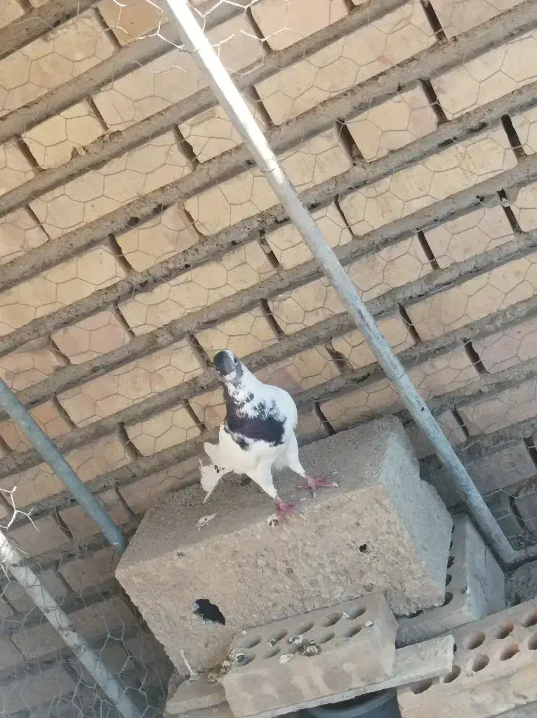 کبوتر مسافتی نر|پرنده|گنبد کاووس, |دیوار