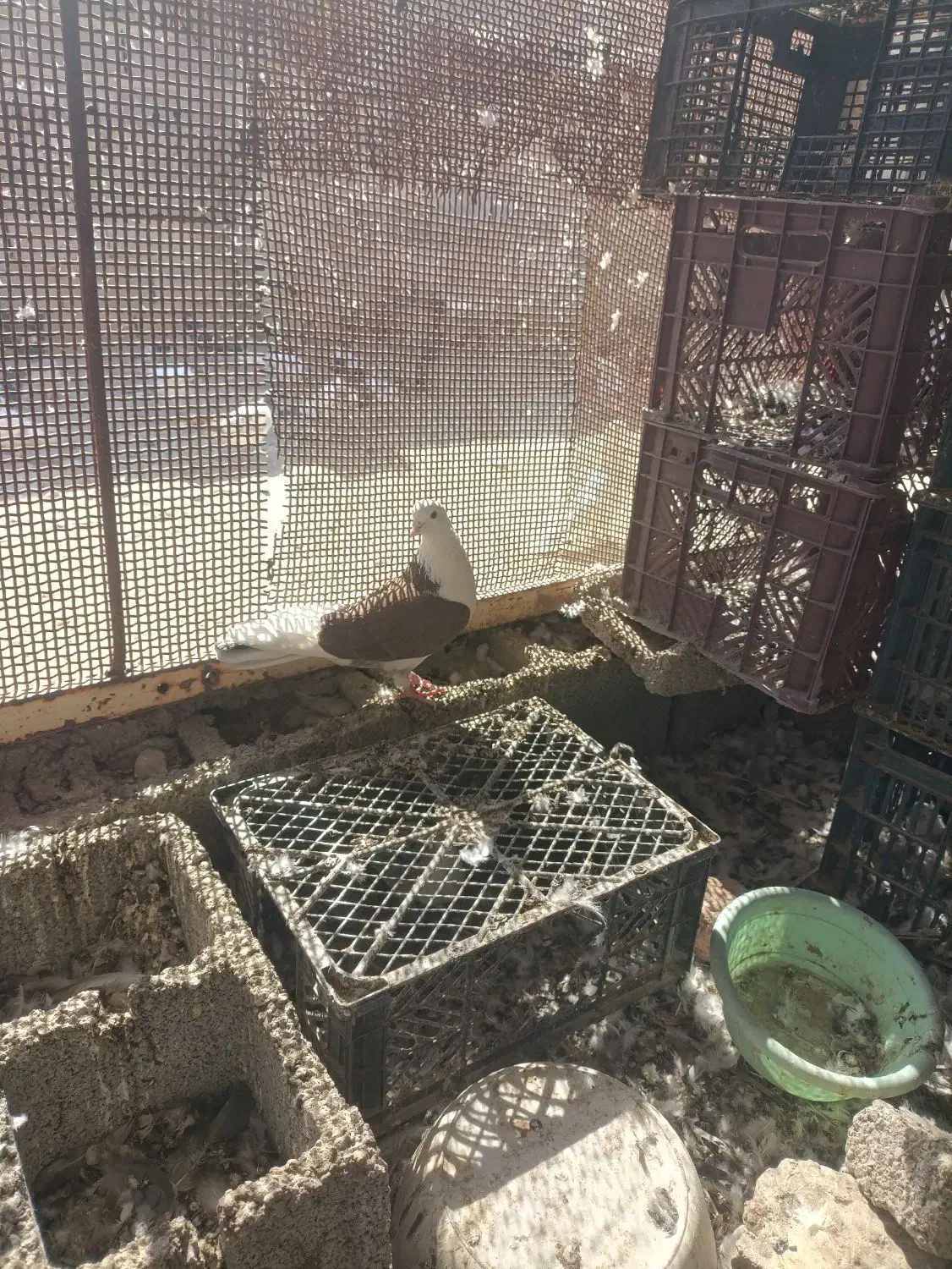 کفتر تهرانی|پرنده|ایرانشهر, |دیوار