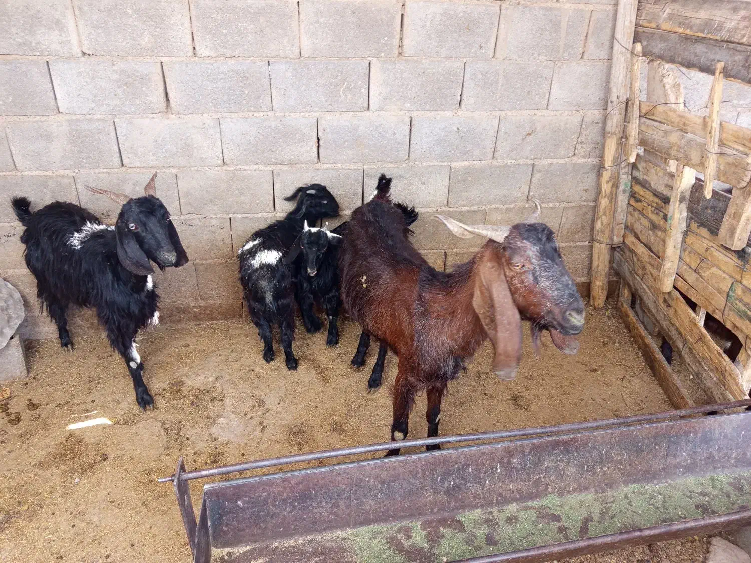 بز کهره دار|حیوانات مزرعه|فسا, |دیوار