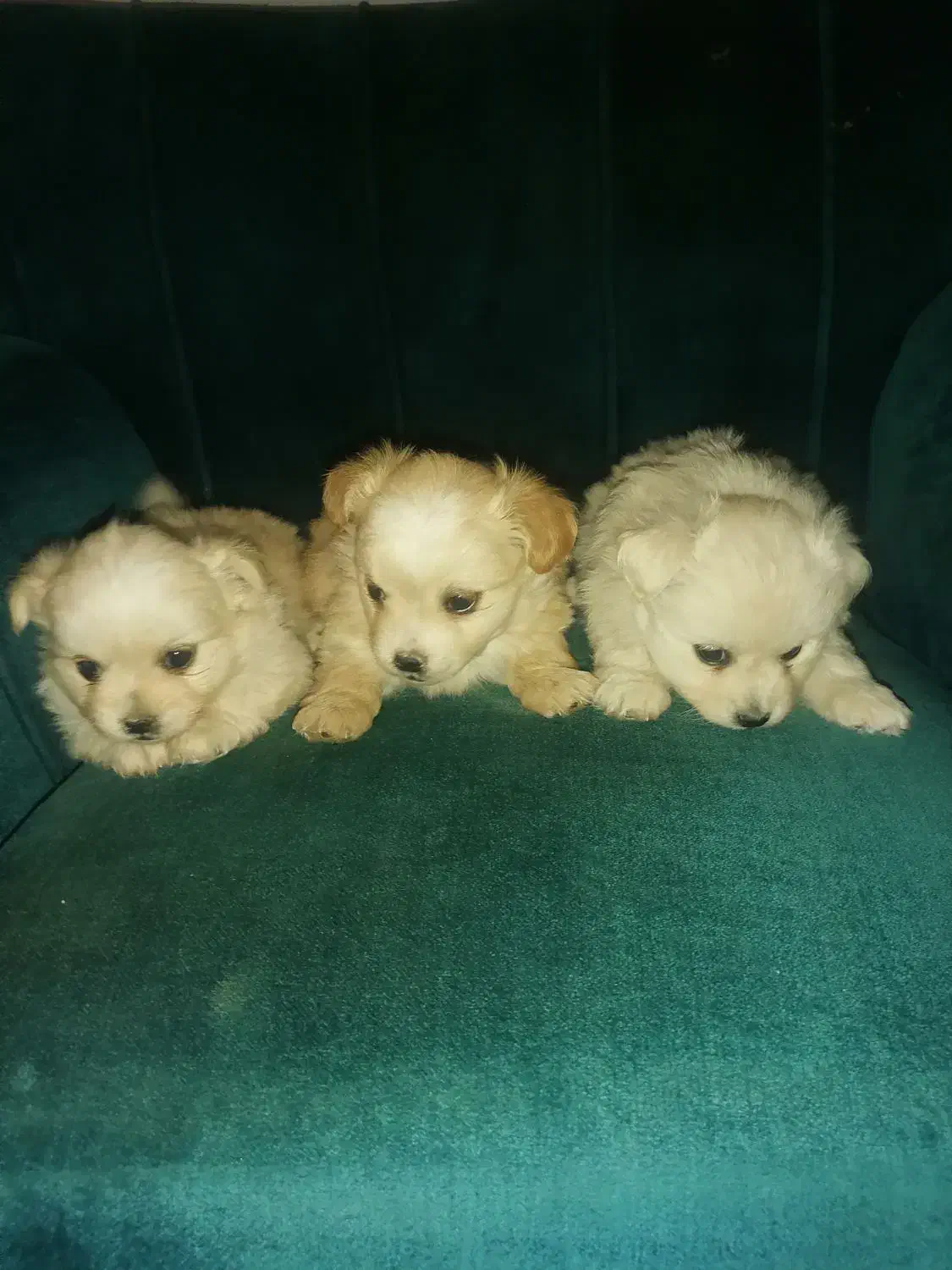 توله نژاد دار اشپیتز|سگ|جیرفت, |دیوار