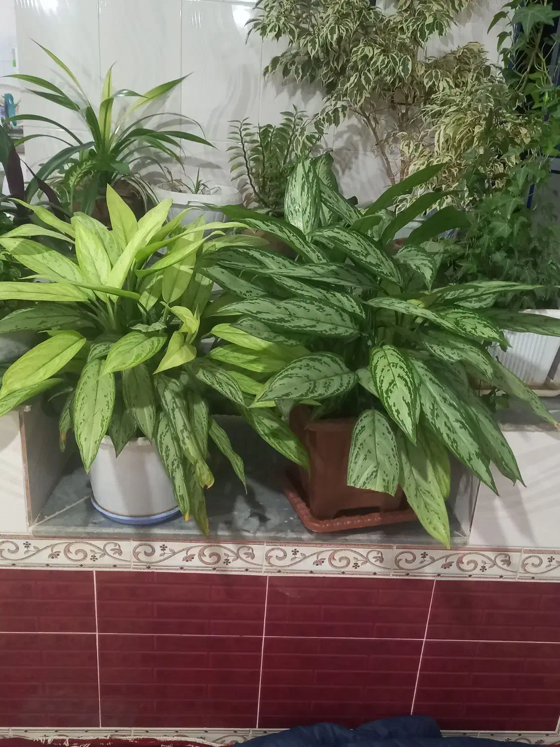 گل طبیعی|گل و گیاه طبیعی|اهر, |دیوار