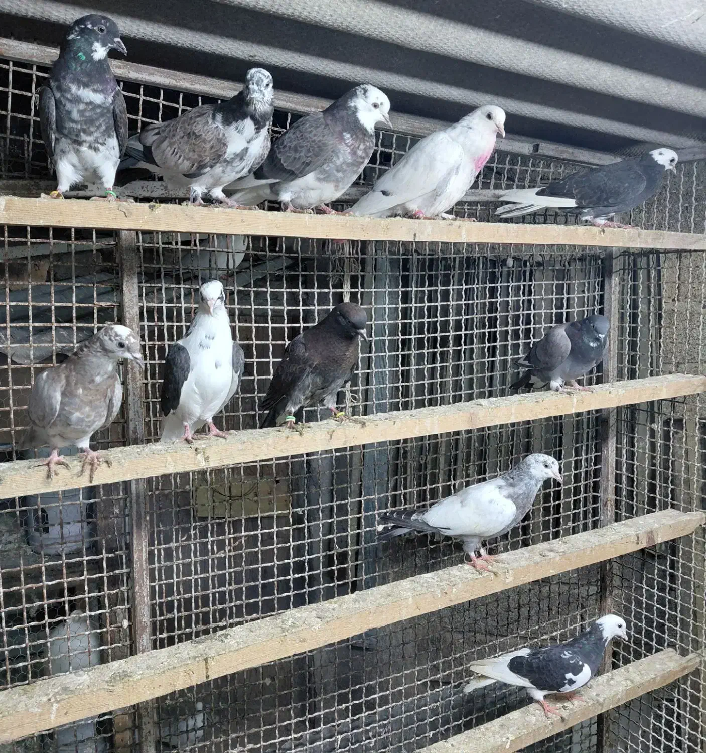 کبوتر جوجه هوایی|پرنده|قائم‌شهر, |دیوار