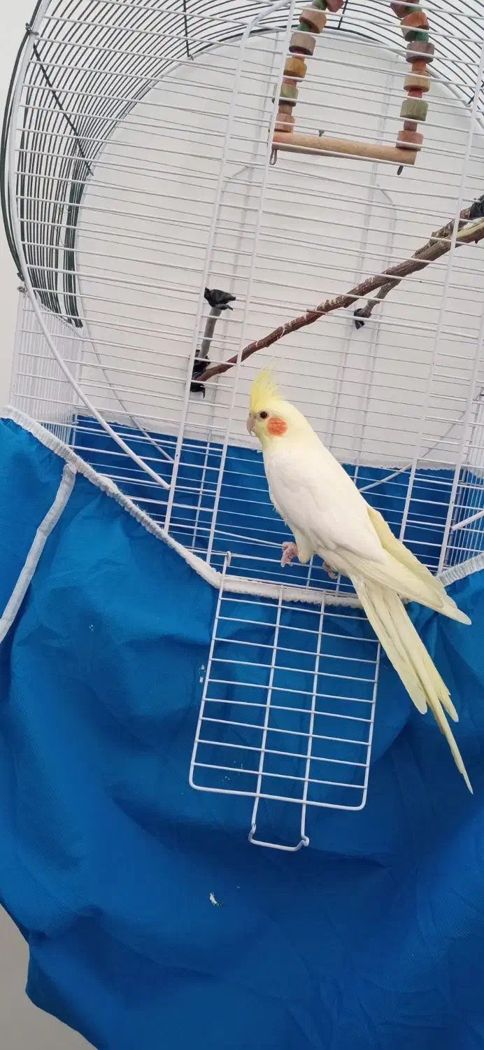 عروس هلندی|پرنده|مبارکه, |دیوار