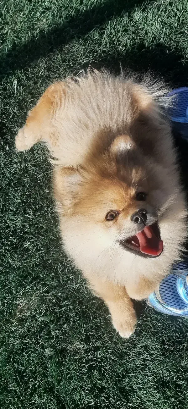 سگ پامر|سگ|کرمانشاه, |دیوار