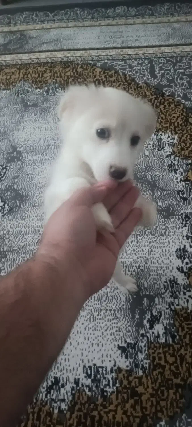 توله سگ پامر روباهی و اشپیتز ۳ماه نر|سگ|رشت, شهریاران|دیوار