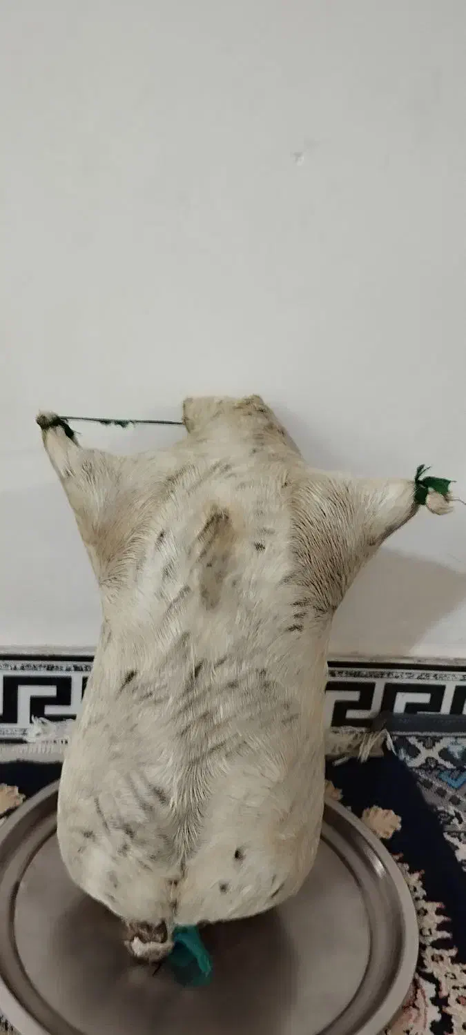 هیزه جای روغن نو|ظروف نگهدارنده، پلاستیکی، یکبارمصرف|بروجرد, |دیوار