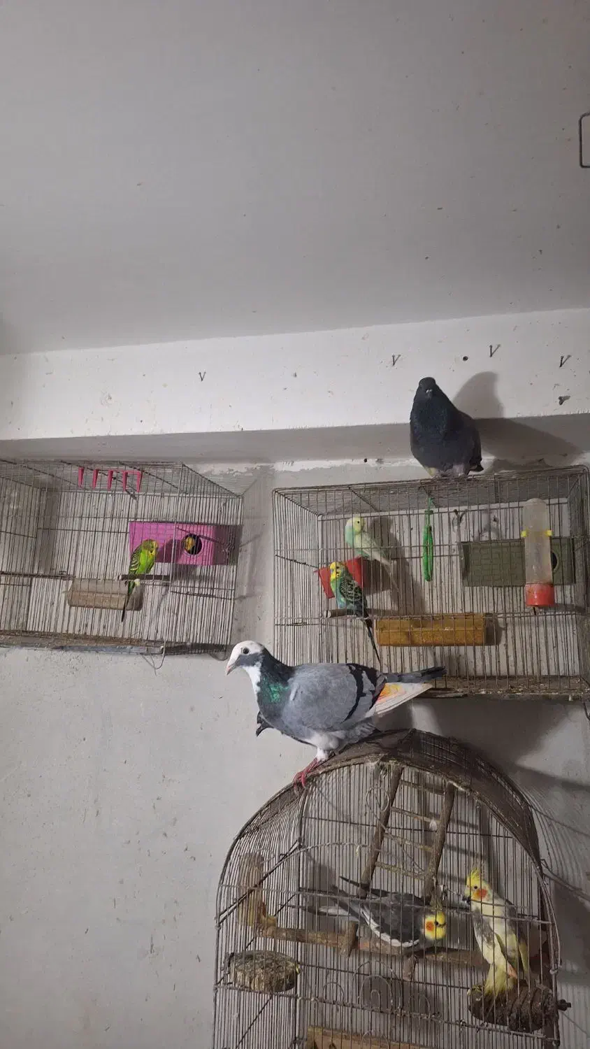 کبوتر پرشی ساعتی و زینتی بغدادی مسافتی|پرنده|بابل, |دیوار