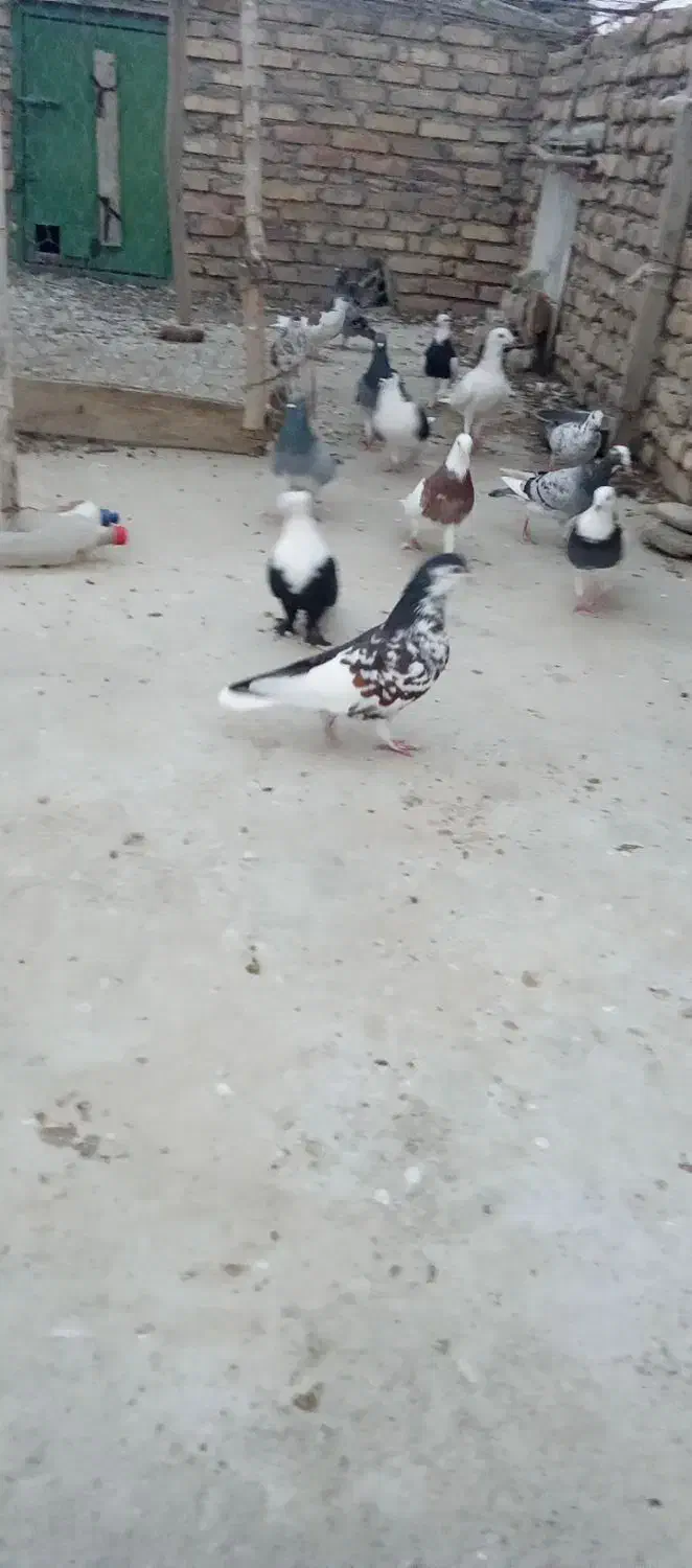 پرنده|پرنده|گنبد کاووس, |دیوار