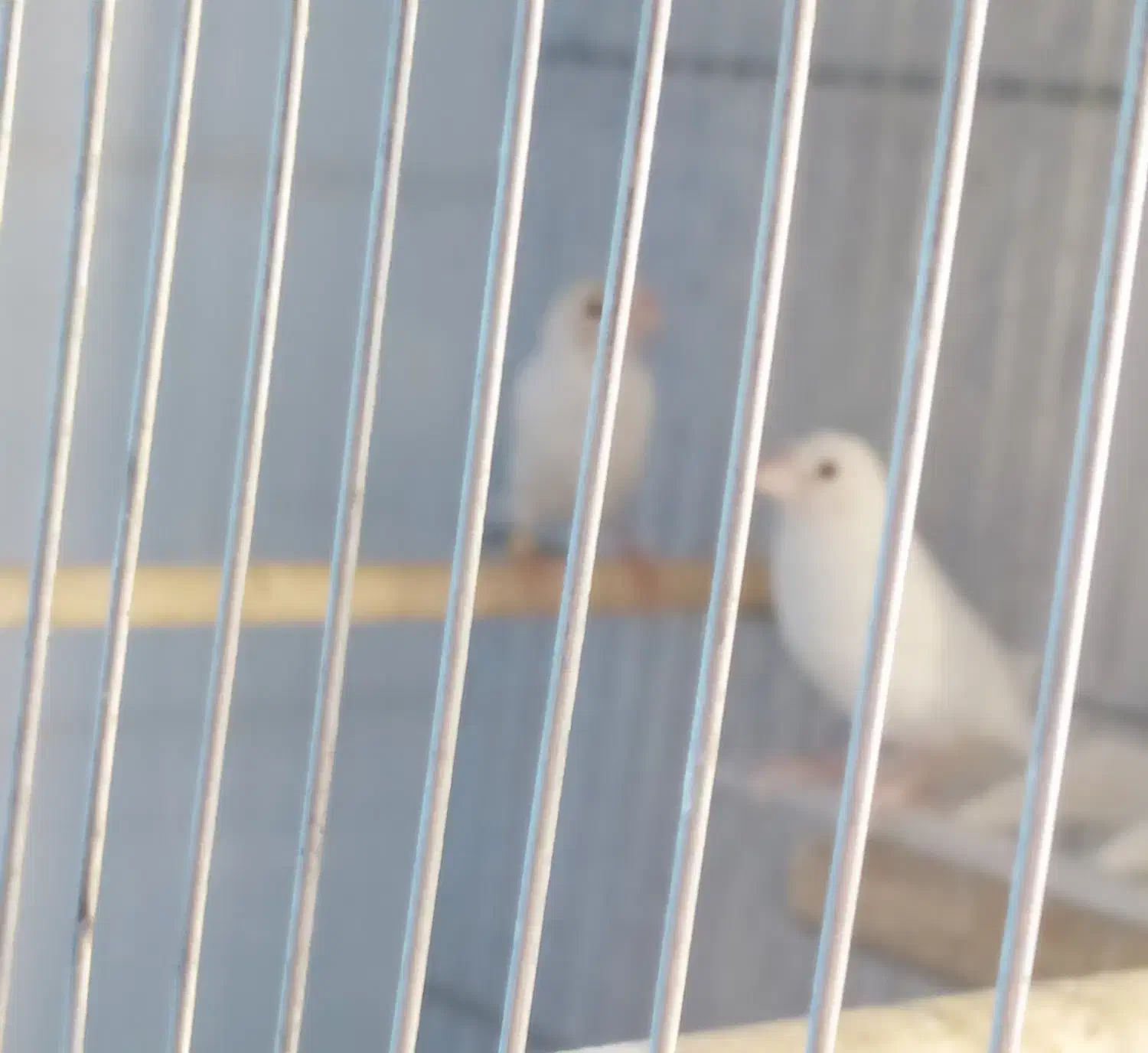 فنج|پرنده|شیراز, شاه قلی بیگی|دیوار