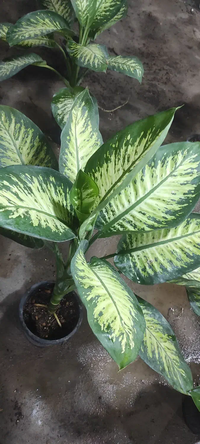 گل و گیاه فروشی و خدمات باغبانی|گل و گیاه طبیعی|بندرعباس, |دیوار