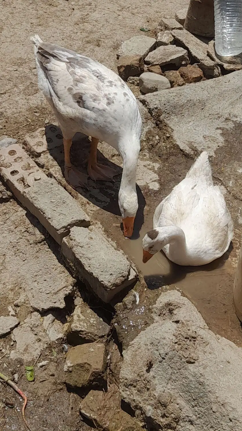 جوجه غاز|حیوانات مزرعه|گرگان, |دیوار