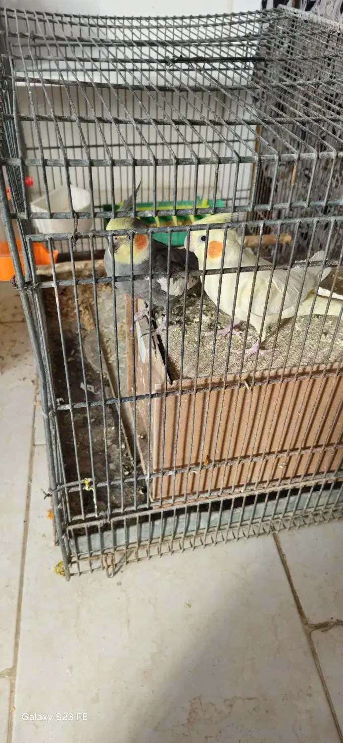 عروس هلندی|پرنده|شاهینشهر, امام حسین|دیوار