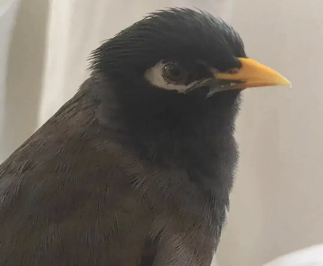 مرغ مینا سخنگو نر دستی با قفس فروشی|پرنده|تهران, شهرک ولیعصر شمالی|دیوار