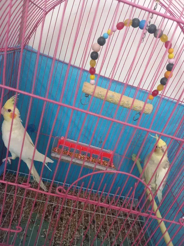 طوطی عروس هلندی|پرنده|اردبیل, |دیوار