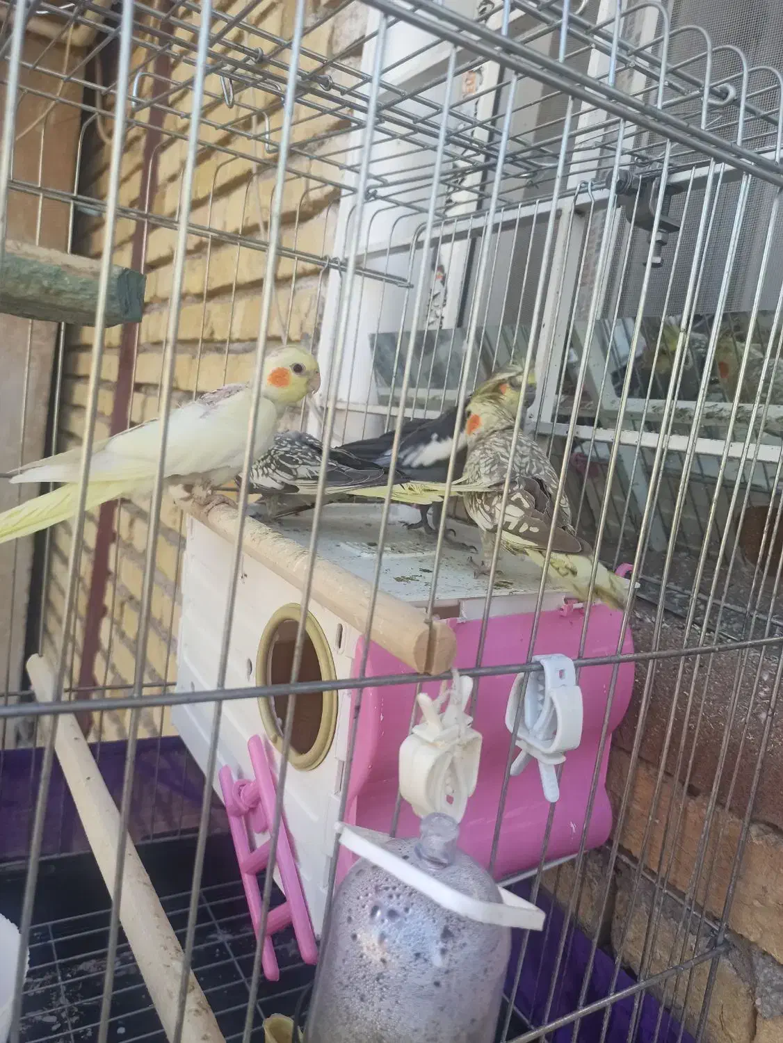 عروس هلندی|پرنده|سرپل ذهاب, |دیوار