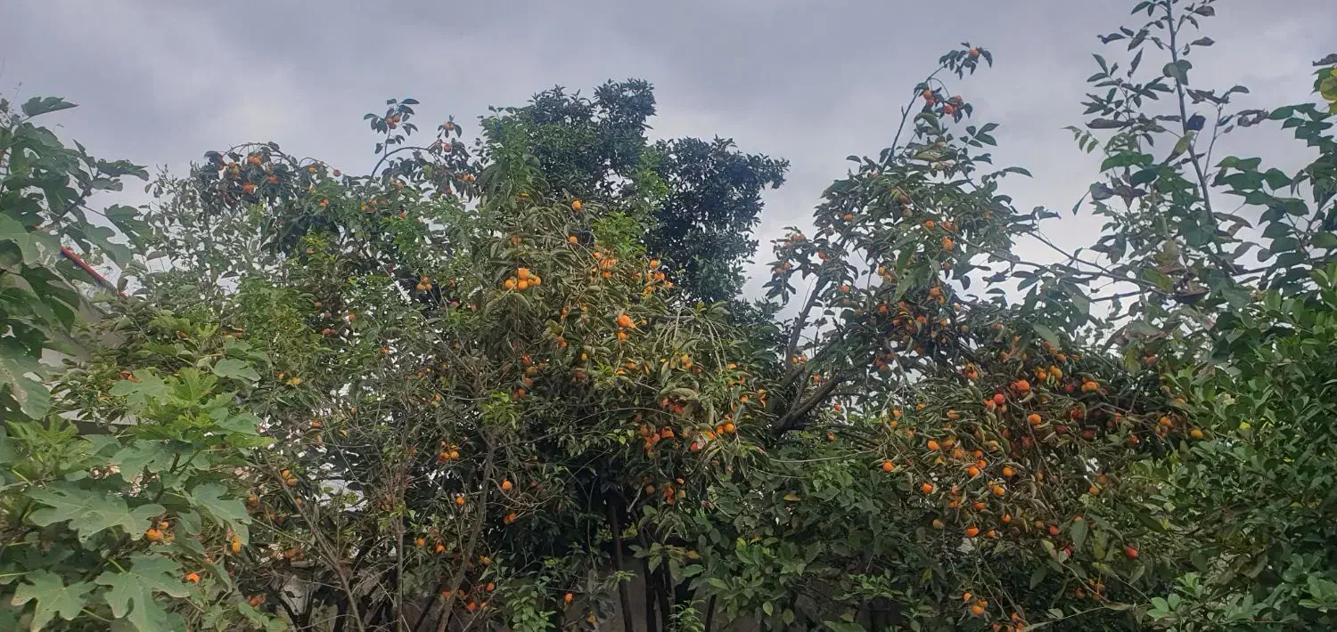 خرمالو ارگانیک محلی|خوردنی و آشامیدنی|رشت, شهرک صبا|دیوار