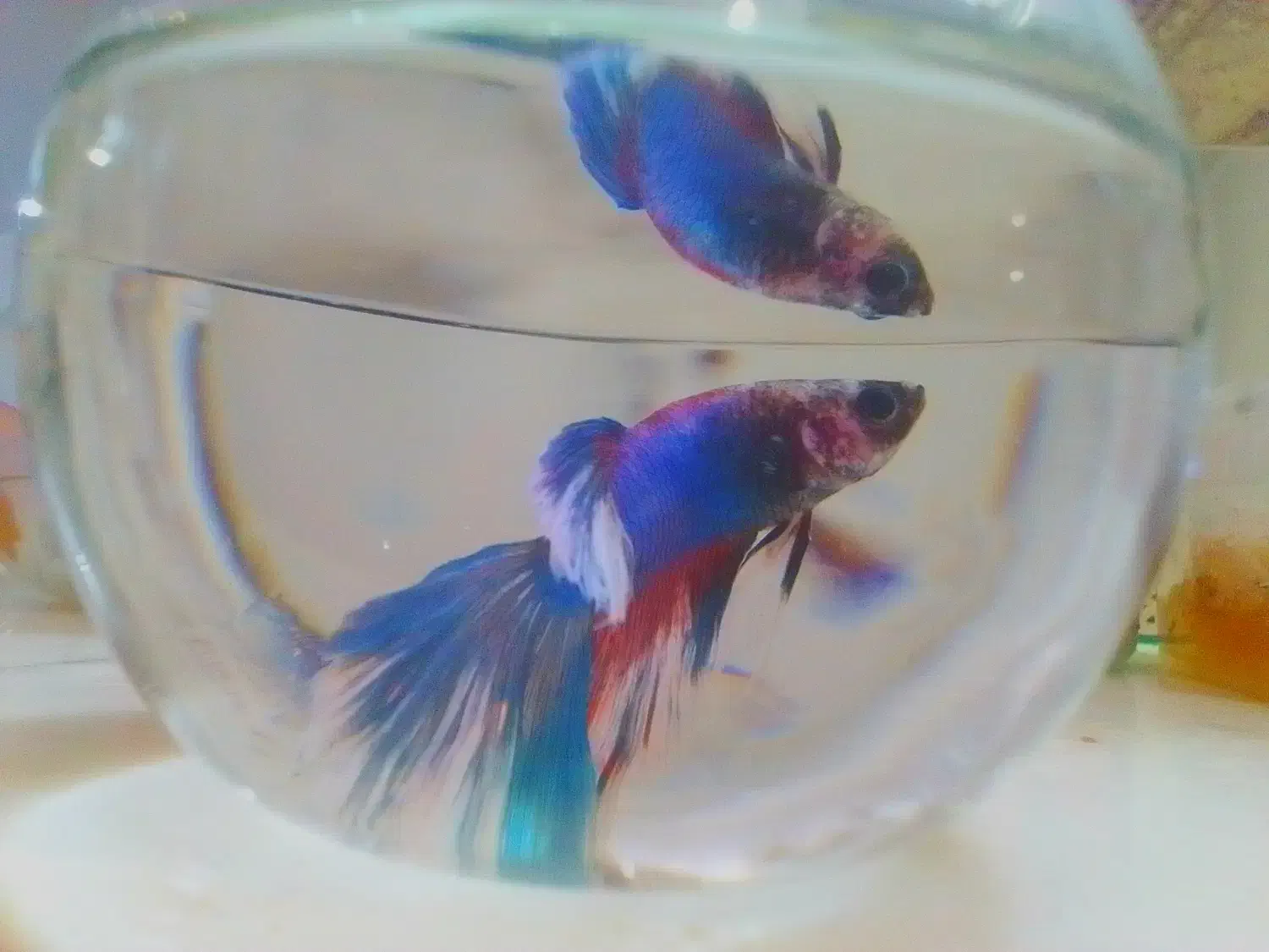 ماهی فایتر  نر|ماهی|تویسرکان, |دیوار