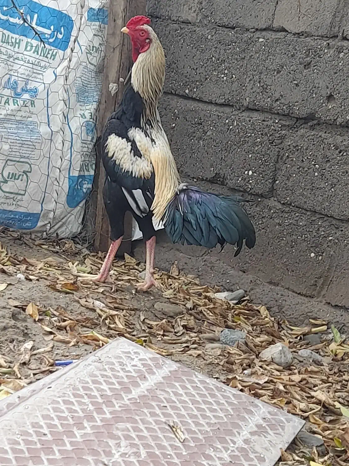 خروس|حیوانات مزرعه|بندرعباس, |دیوار