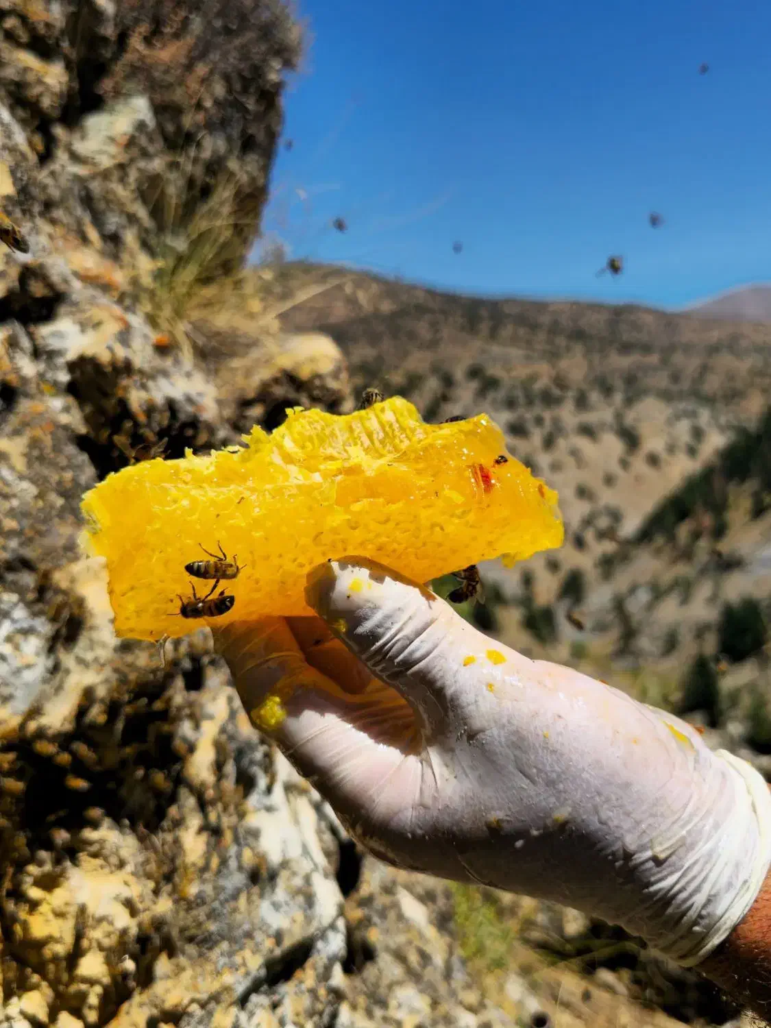 عسل گون|خوردنی و آشامیدنی|اهواز, پردیس|دیوار