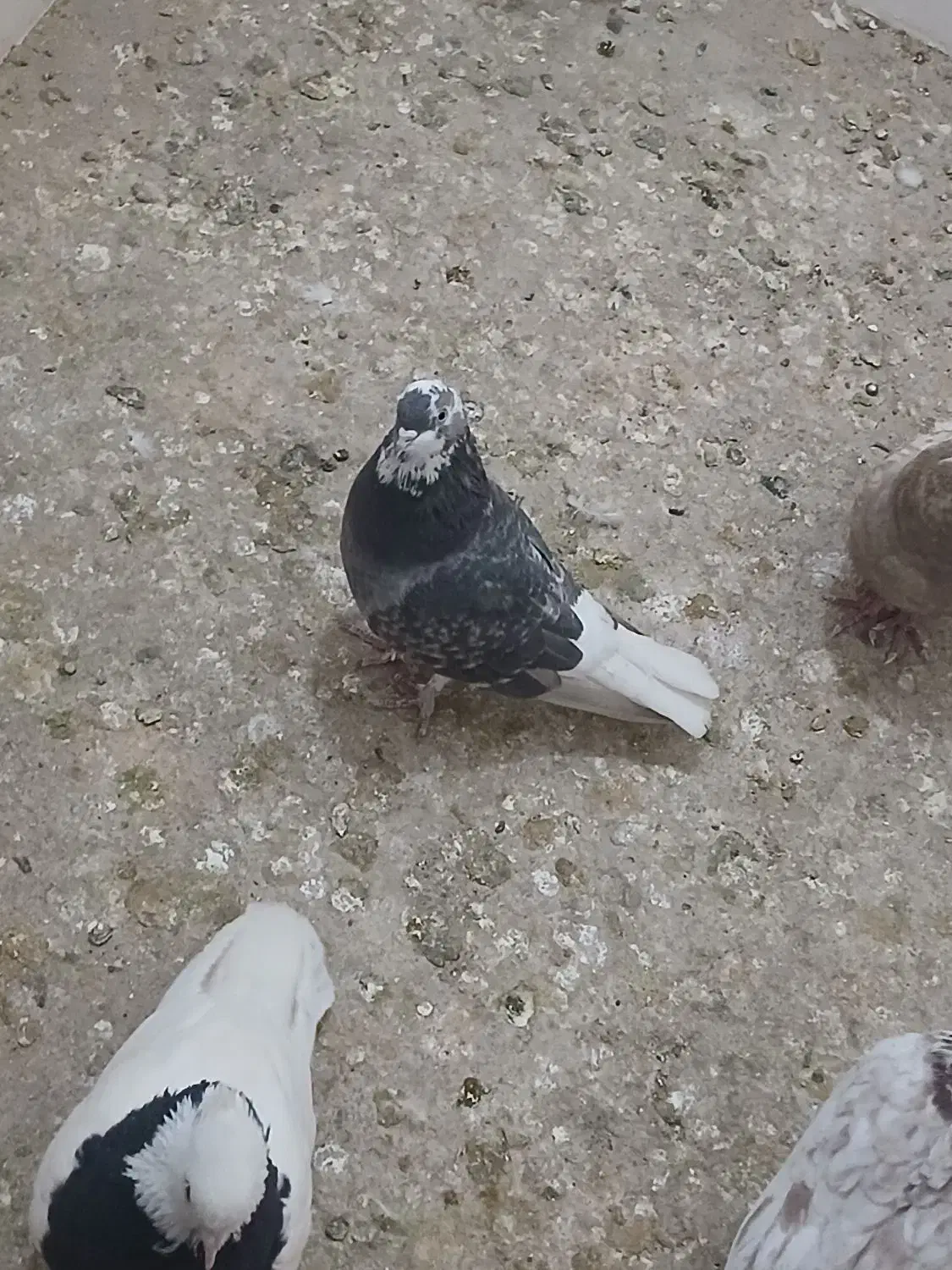 کبوتر ماده|پرنده|سبزوار, فرهنگیان|دیوار