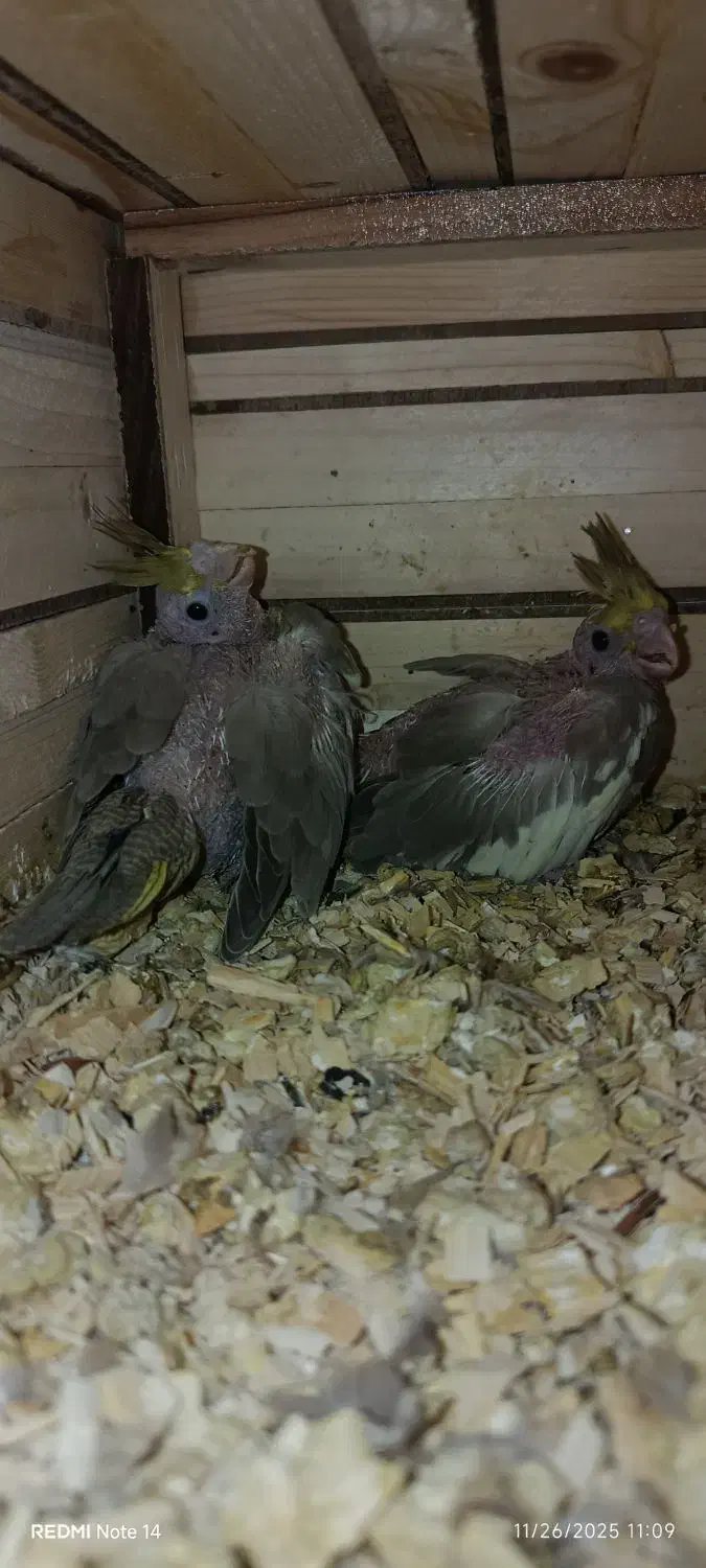 قیمت هفت میلیون تومان|پرنده|شیراز, قلات|دیوار