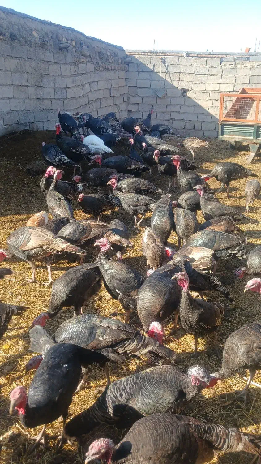 بوقلمون|حیوانات مزرعه|مشگین شهر, |دیوار