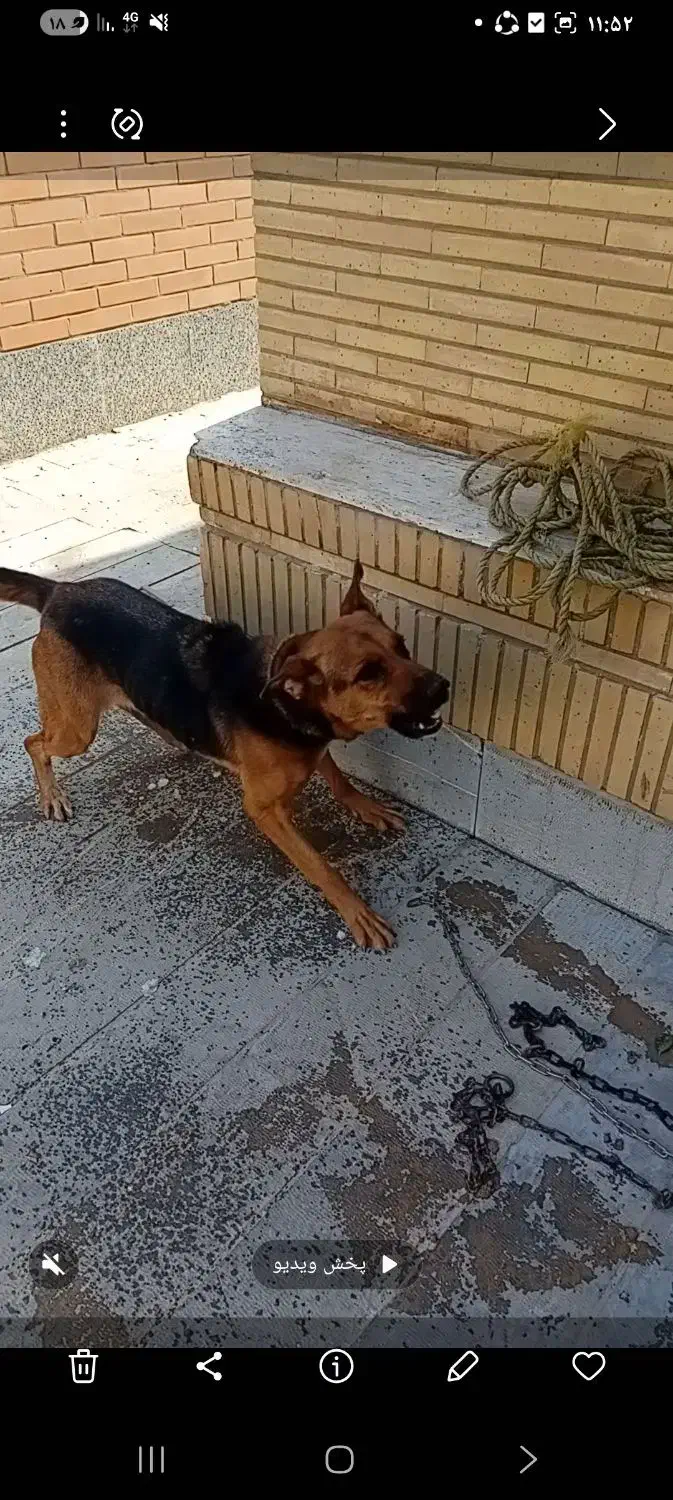 سگ ژرمن|سگ|اصفهان, محمودآباد|دیوار