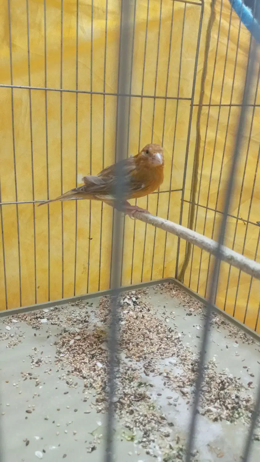 قناری ماده شتری|پرنده|شیراز, محراب|دیوار