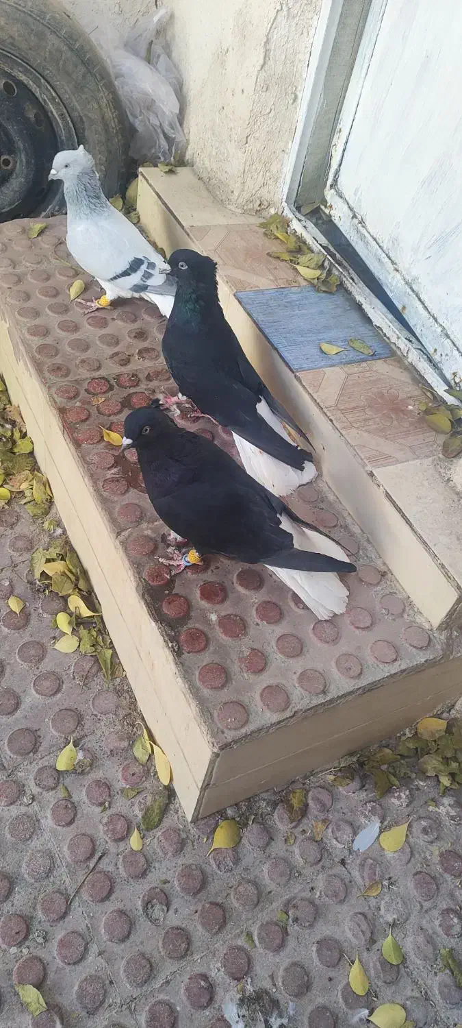 کبوتر دوم سفید|پرنده|تاکستان, |دیوار