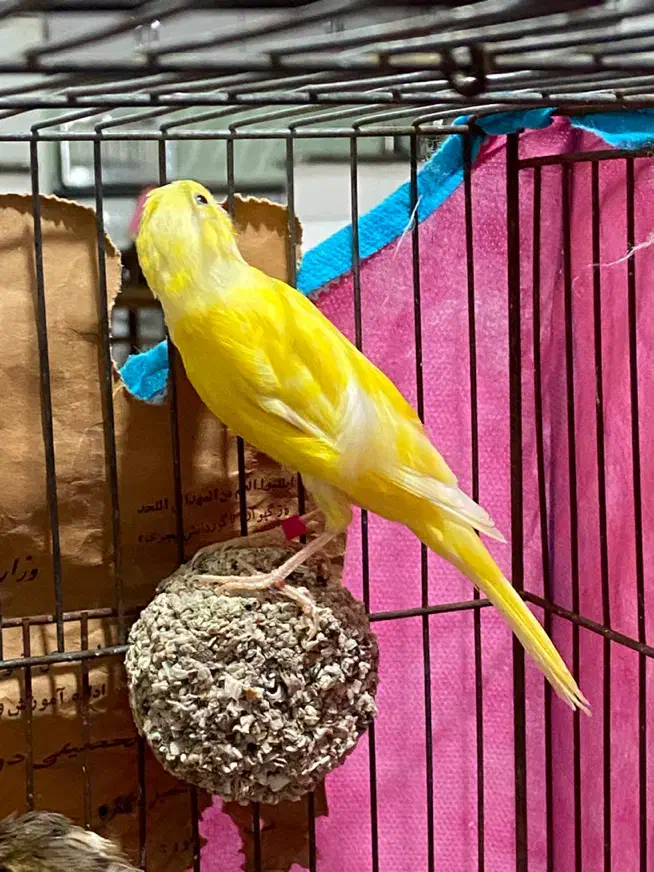 قناری ماده|پرنده|ساوه, |دیوار