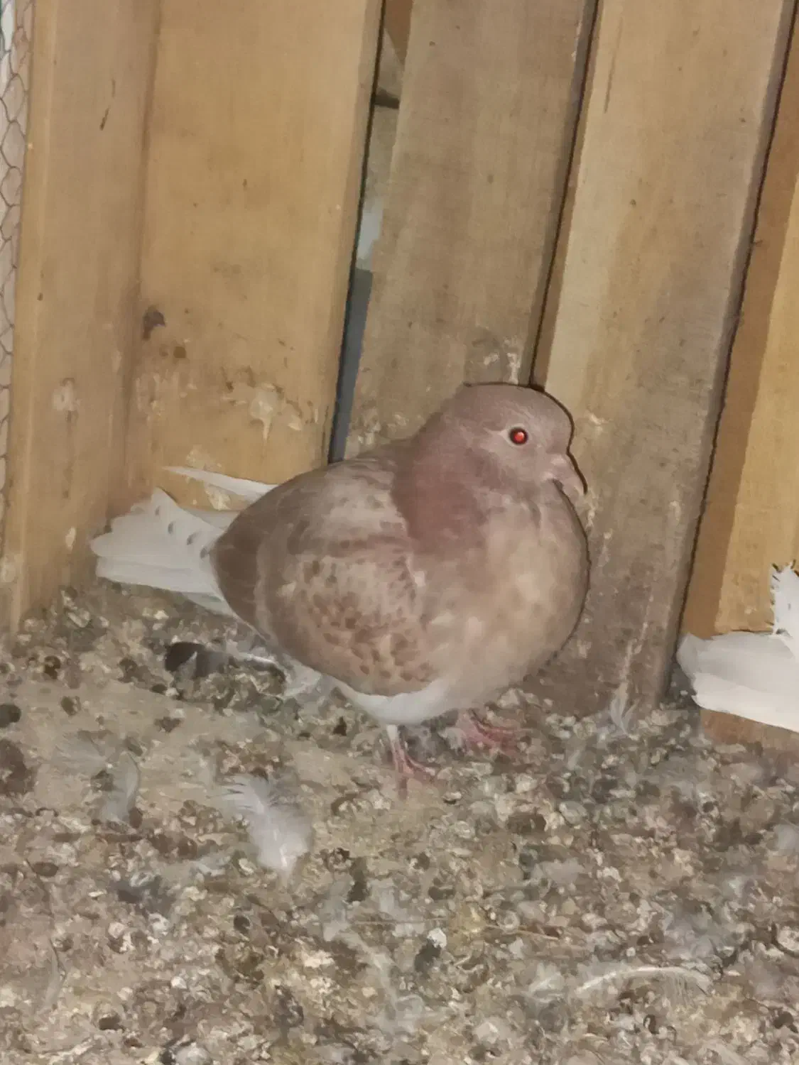 کبوتر|پرنده|آران و بیدگل, |دیوار