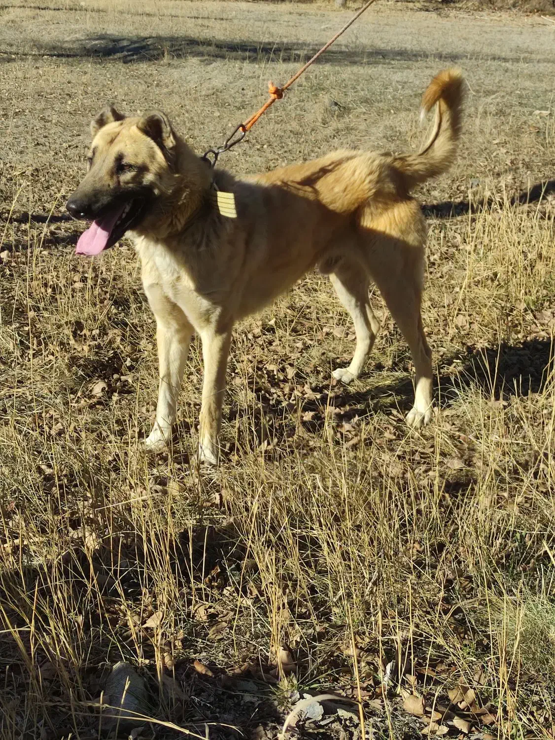 واگذاری سگ سرابی|سگ|عنبران, |دیوار