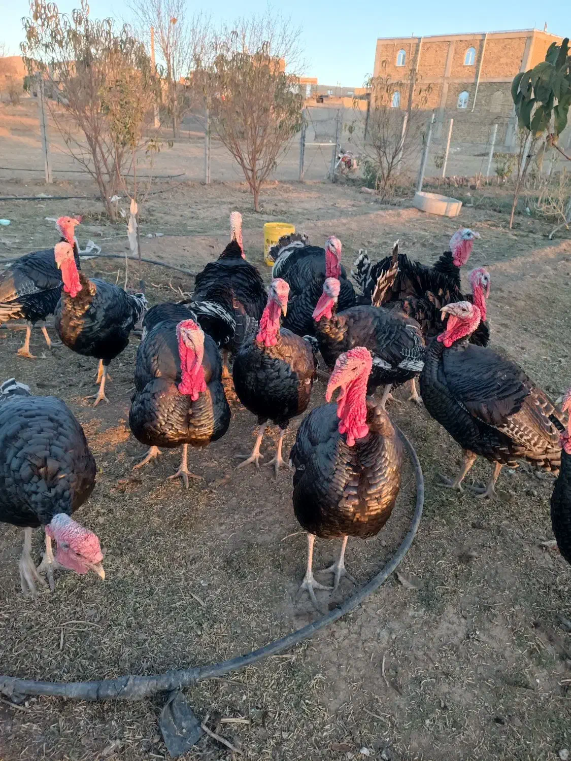 فروش بوقلمون برنزی گوشتی محلی|حیوانات مزرعه|سنقر, |دیوار