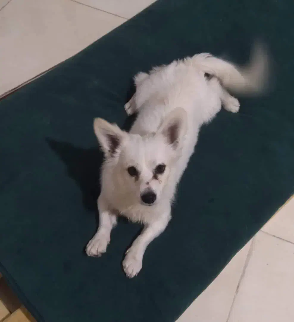 فروش|سگ|رفسنجان, |دیوار