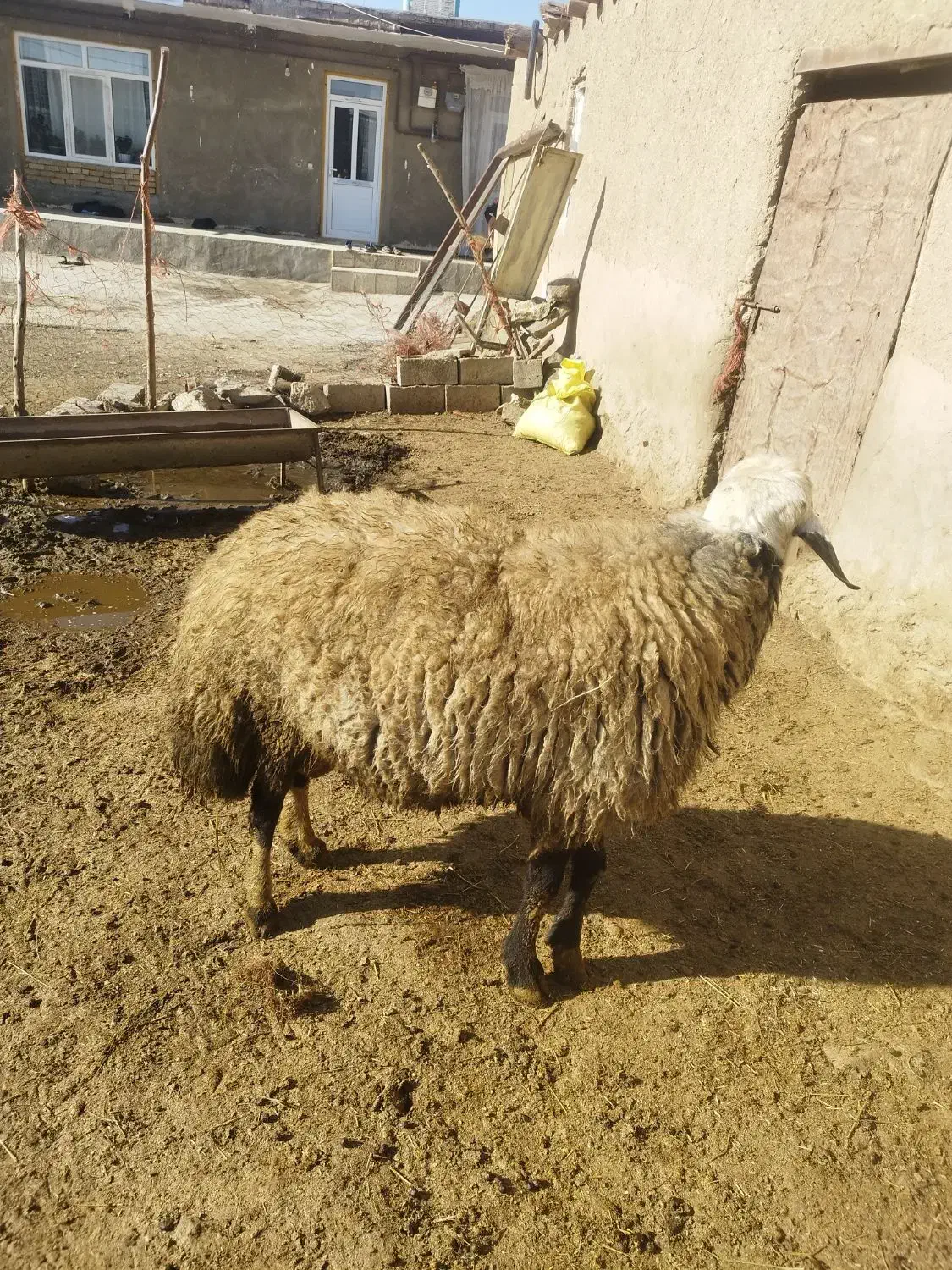 قوچ|حیوانات مزرعه|شراء, |دیوار