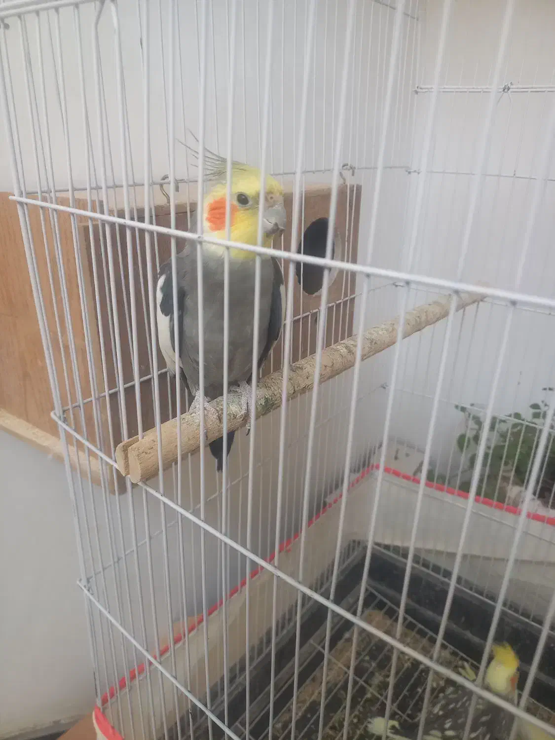 عروس هلندی|پرنده|سبزوار, فقیه سبزواری|دیوار