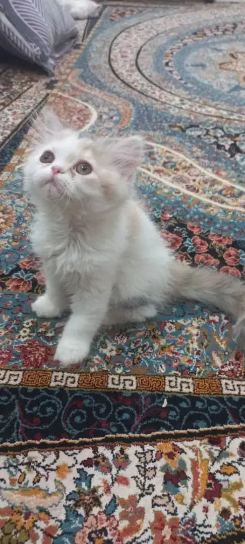 گربه پرشین خوشکل چش ابی|گربه|اسفراین, |دیوار