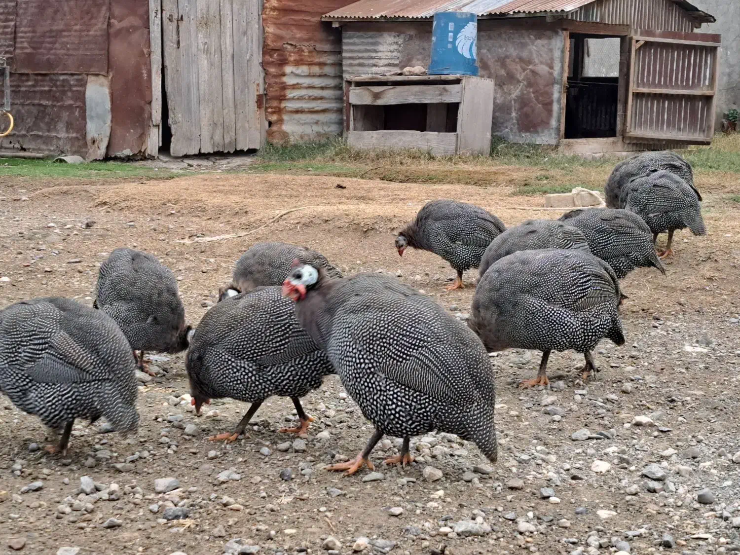 مرغ شاخدار|حیوانات مزرعه|گمیشان, |دیوار