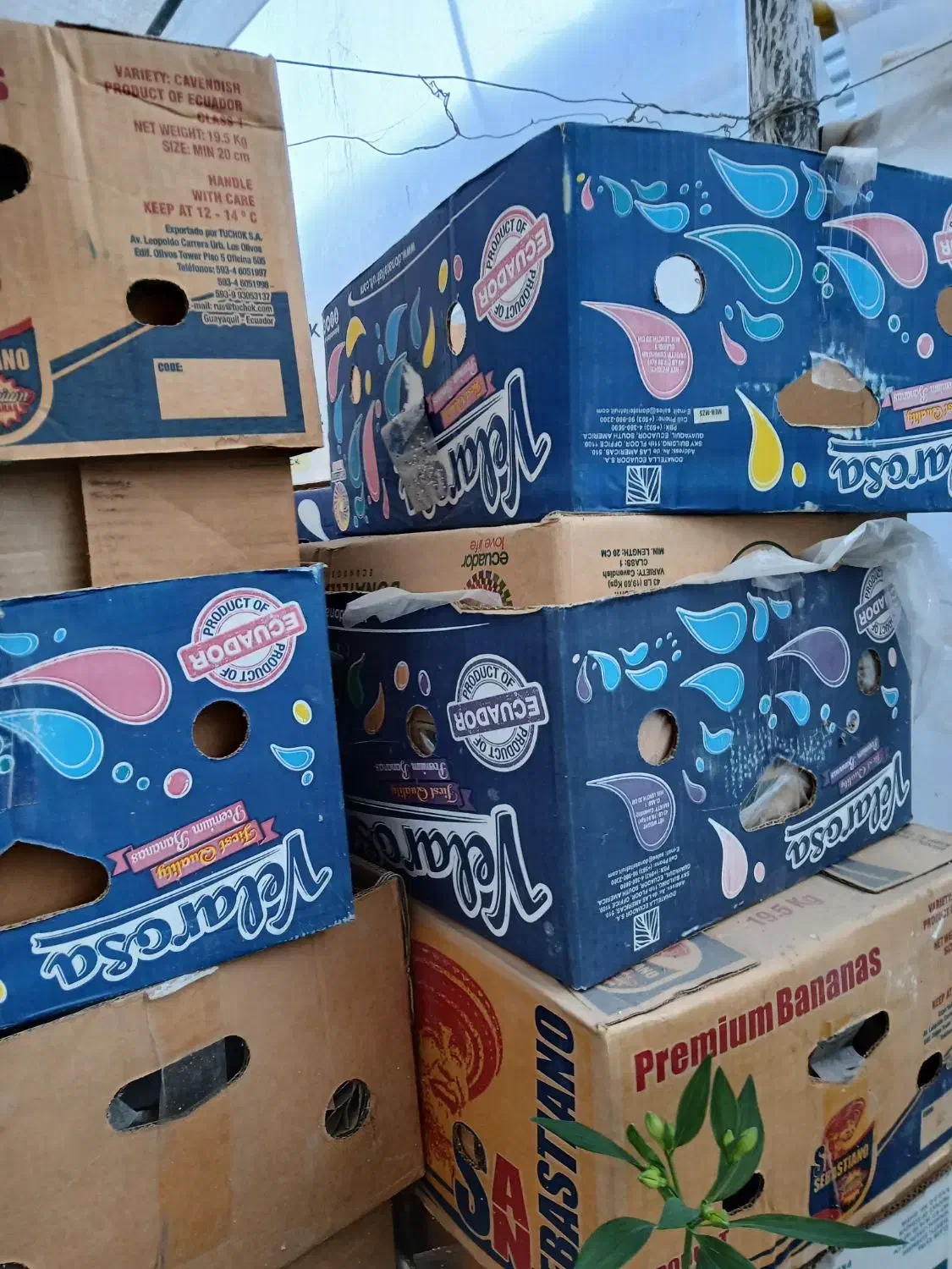 50 عدد کارتن موزی به فروش میرسد|حراج|خاوران, |دیوار