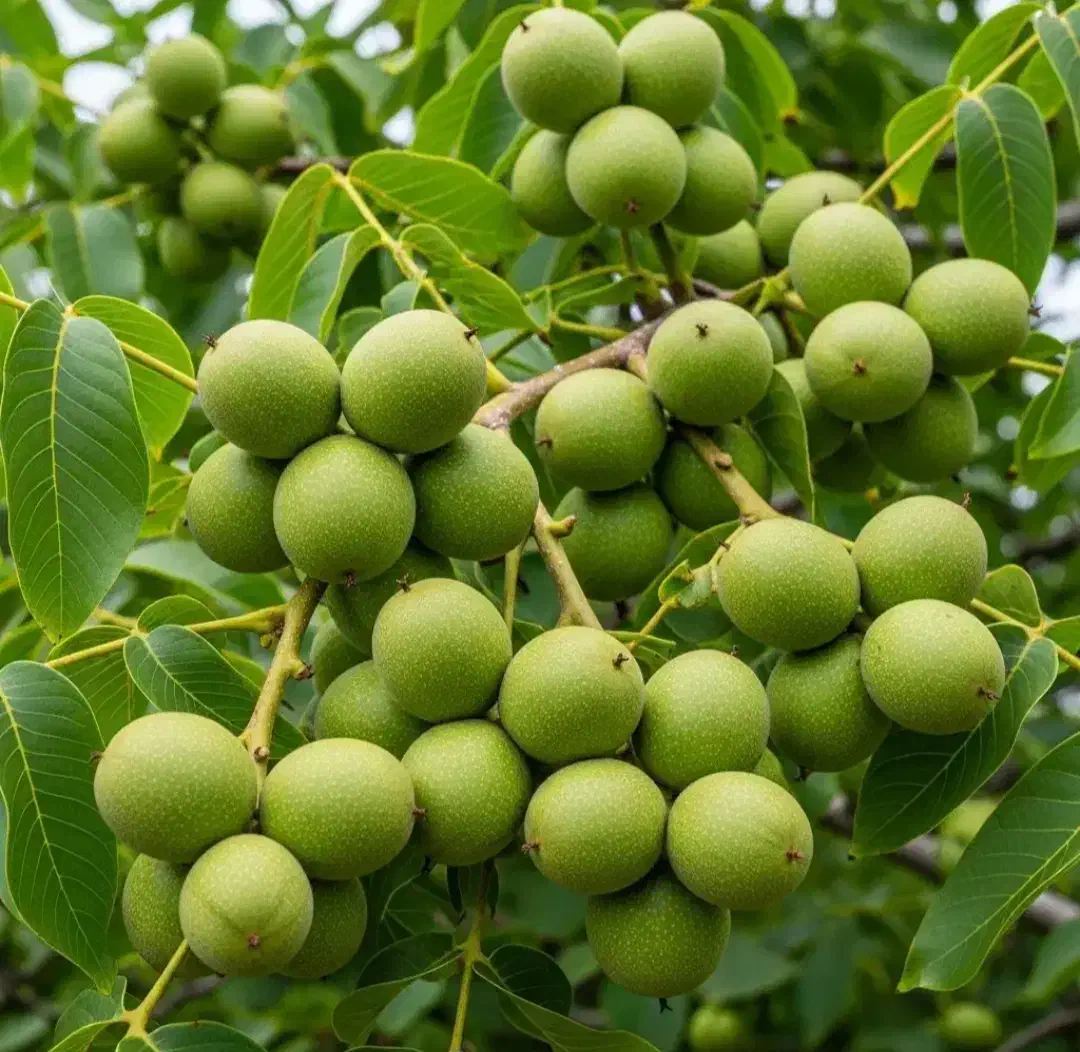 فروش عمده نهال|گل و گیاه طبیعی|شهریار, شهریار|دیوار