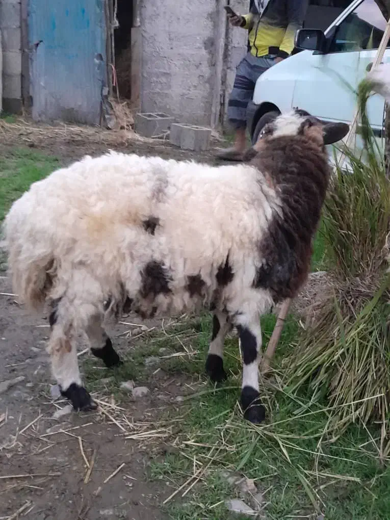 گاو گوسفند گوساله|حیوانات مزرعه|صومعه‌سرا, |دیوار