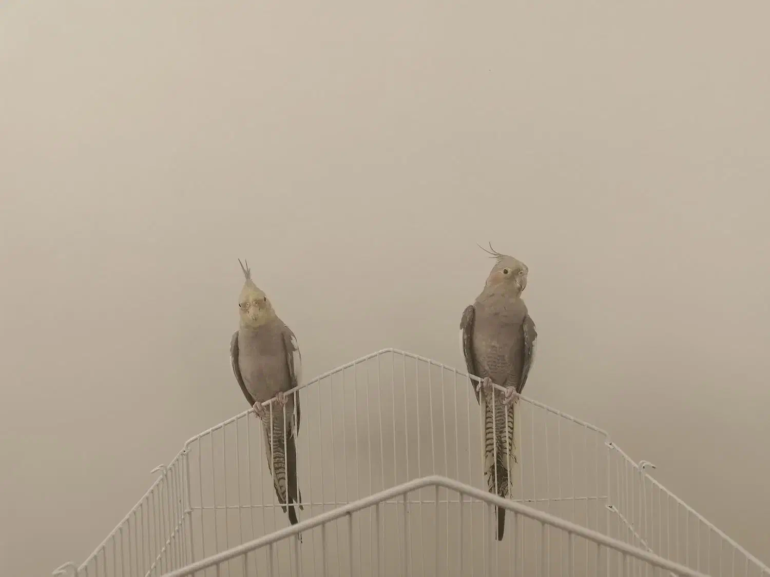 دوتا عروس هلندی نر و رام و دستی|پرنده|تهران, شهرک دریا|دیوار