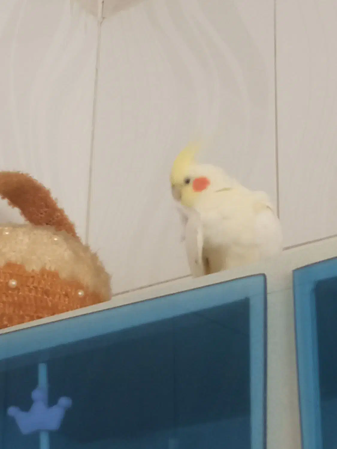 عروس هلندی|پرنده|مریوان, |دیوار