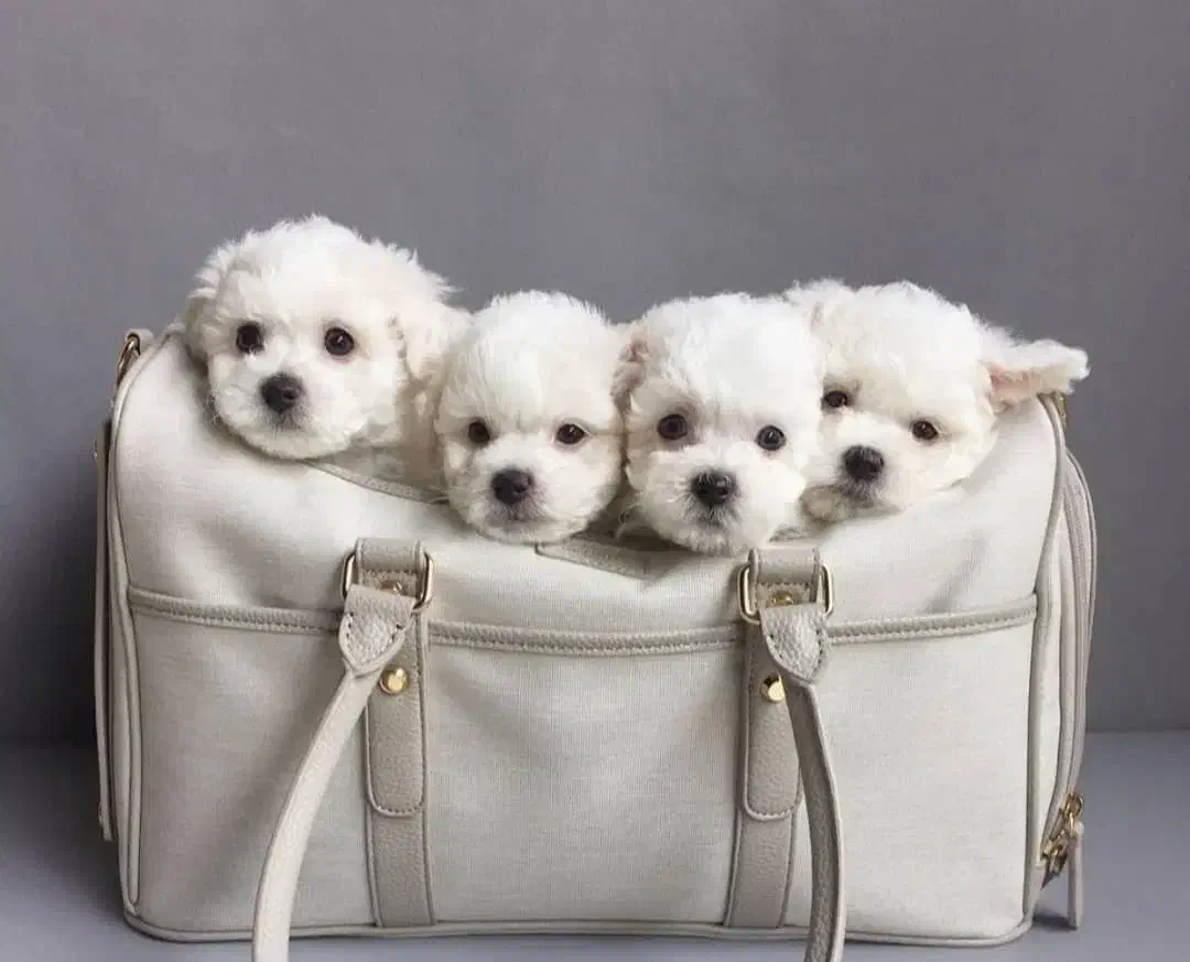 انواع واگذاری مینی پودل سایز ریز|سگ|شیراز, شهرک گلستان|دیوار