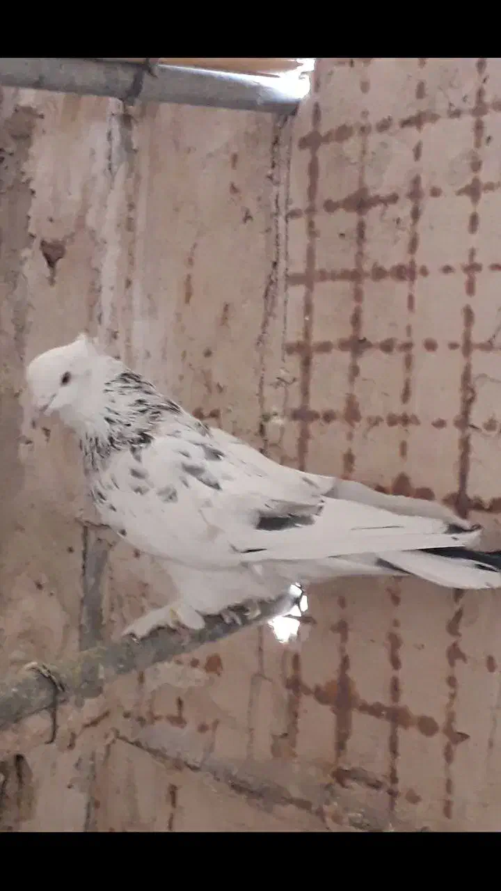 کفتر پرشی|پرنده|قم, شهرک امام حسین|دیوار