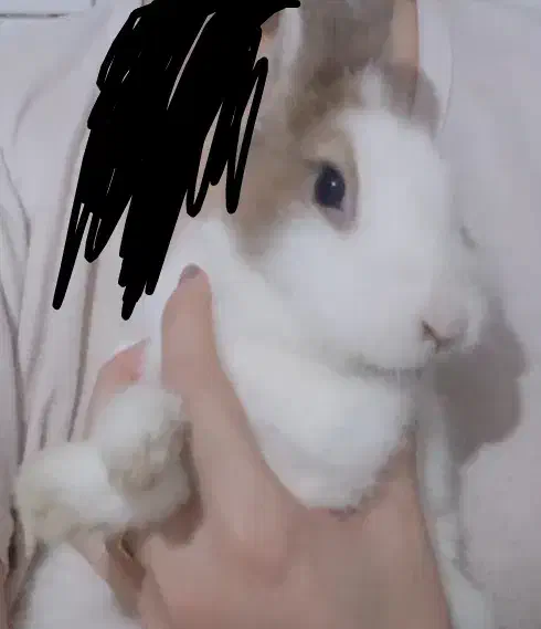 خرگوش لوپ هتروکرومیا اصل هلندی|موش و خرگوش|قزوین, |دیوار