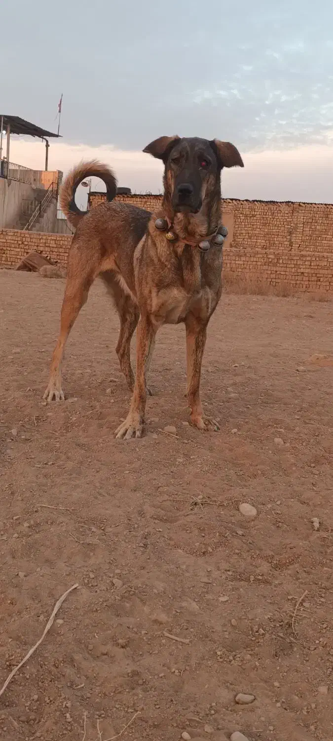 سگ ماده پژدر|سگ|قزوین, |دیوار